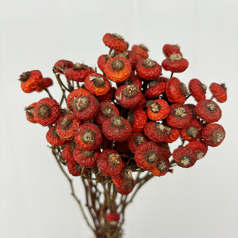 10個/束 ドライローズヒップベリーの花 天然ドライフラワー - Dried Flower Bulk のレビューと価格