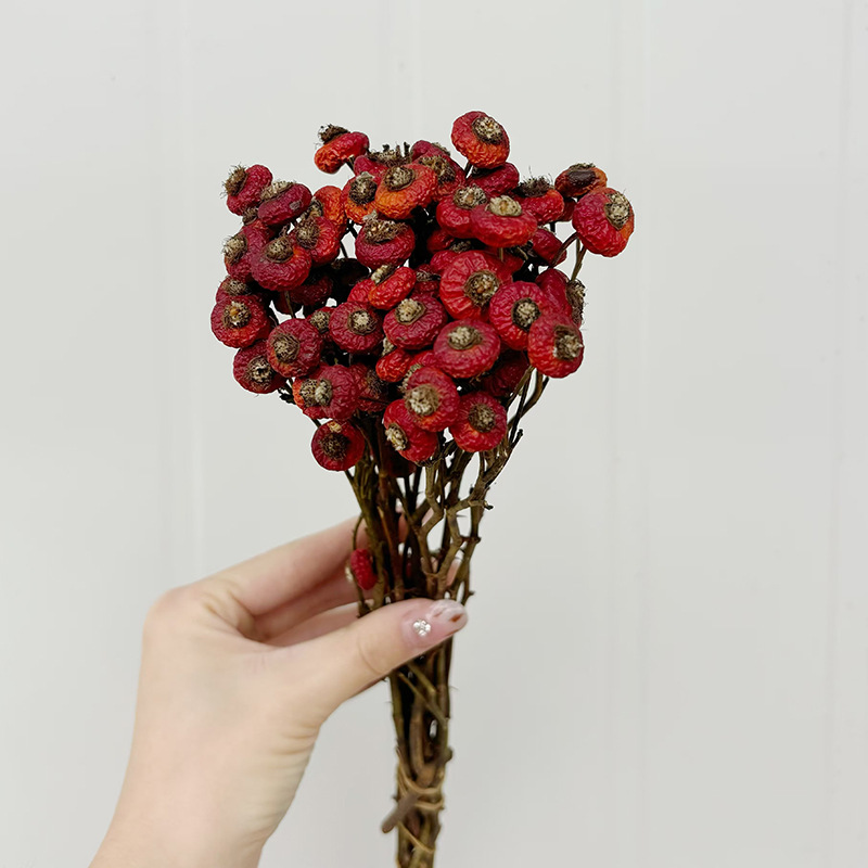 10個/束 ドライローズヒップベリーの花 天然ドライフラワー - Dried Flower Bulk のレビューと価格