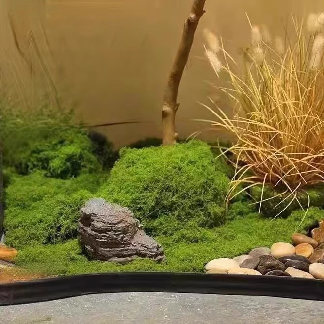 200 グラム永遠の命苔 DIY 工芸品草人工緑植物ホームル - Terrarium Moss Art のレビューと価格