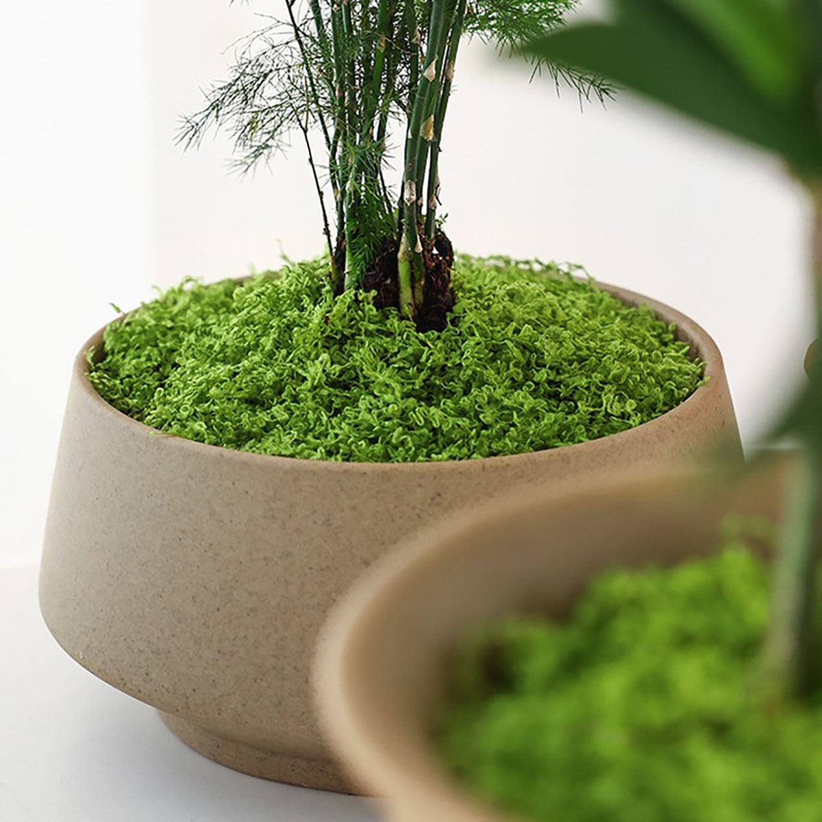 約 20 グラム人工緑植物ポリエステルモス草ホームリビングル - Terrarium Moss Art のレビューと価格