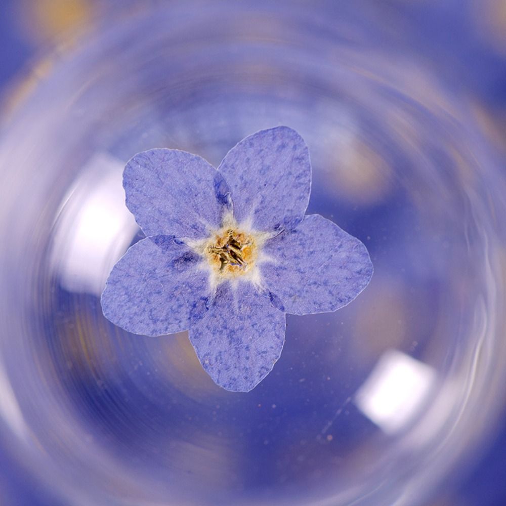 ネイルアート キャンドル作り 天然カード押し花 ドントフォー - Dried Flower Bulk のレビューと価格