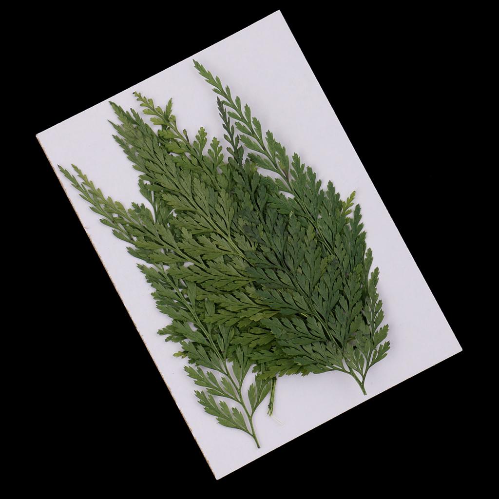 装飾用天然押し花と花の詰め合わせ、グリーンのドライフラワーア - Dried Flower Bulk のレビューと価格