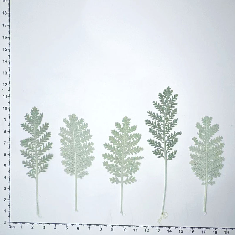 100個入り天然銀色の羽根葉、色染め、押し花、紙作り用、DI - Resin Craft Material のレビューと価格
