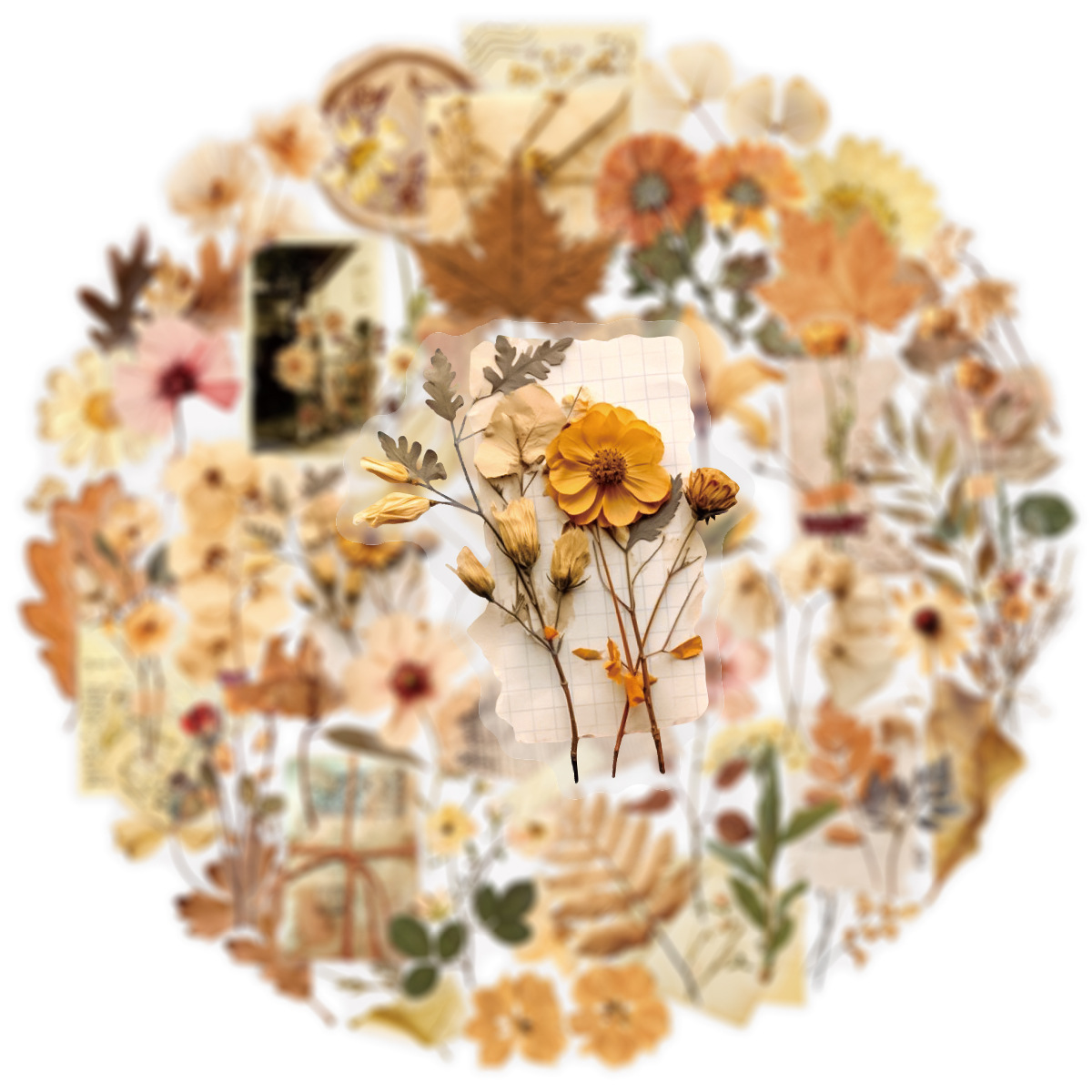 50 個透明ドライフラワー葉標本ステッカー美的装飾文具日記電 - Dried Flower Bulk のレビューと価格